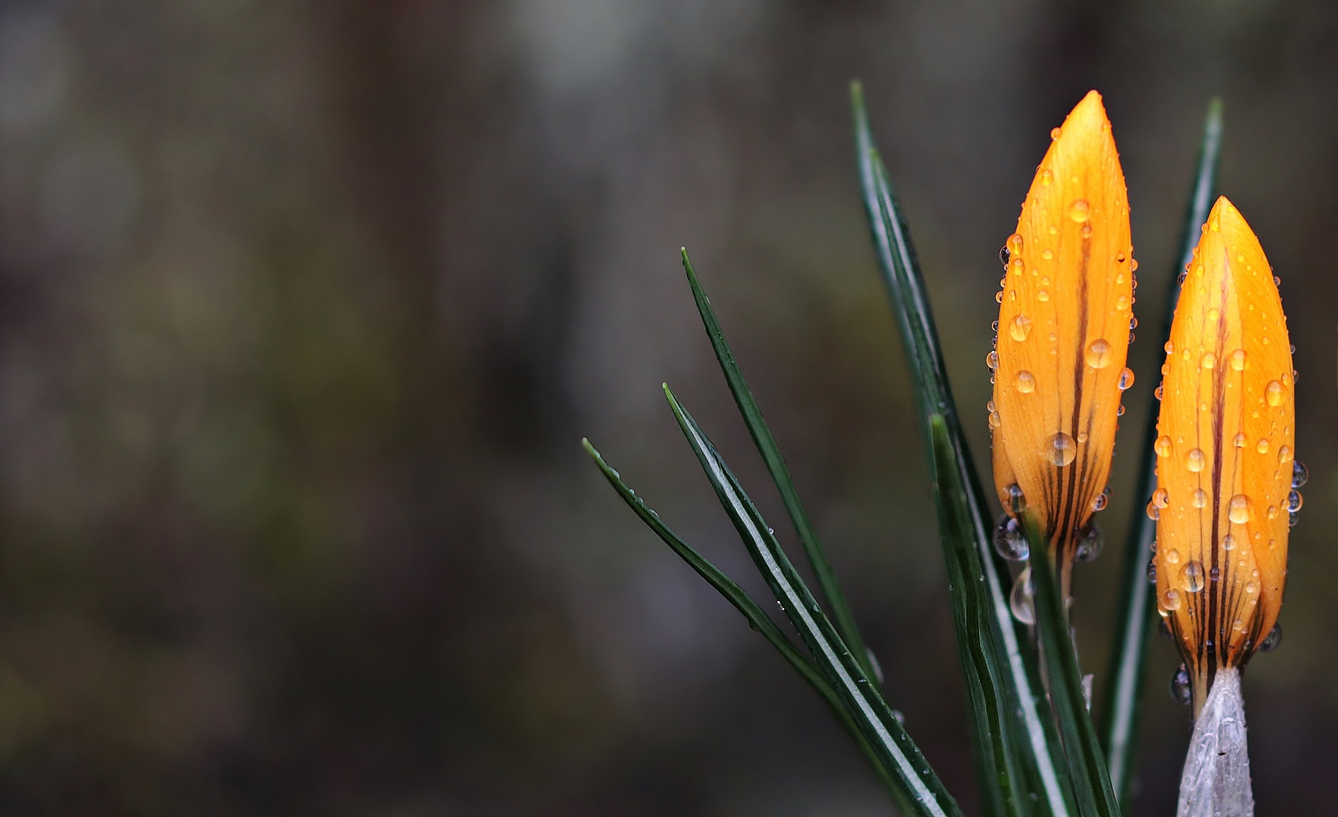 crocus-gde73eb419_1920